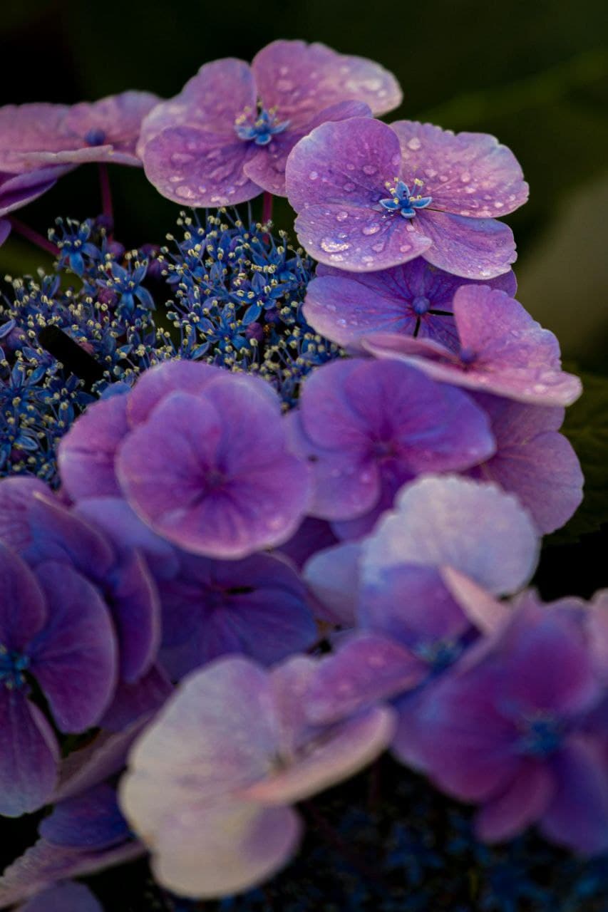 Jardín diseñado por YVY Elite